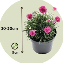 Engels gras - Set van 6 - Armeria maritima 'Deep Rose' - Hoogte 20-30cm - ⌀12cm