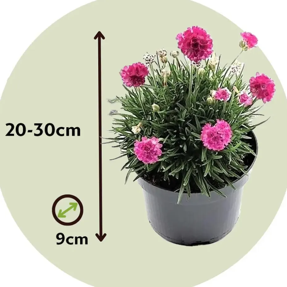 Engels gras - Set van 6 - Armeria maritima 'Deep Rose' - Hoogte 20-30cm - ⌀12cm