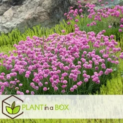 Engels gras - Set van 6 - Armeria maritima 'Deep Rose' - Hoogte 20-30cm - ⌀12cm