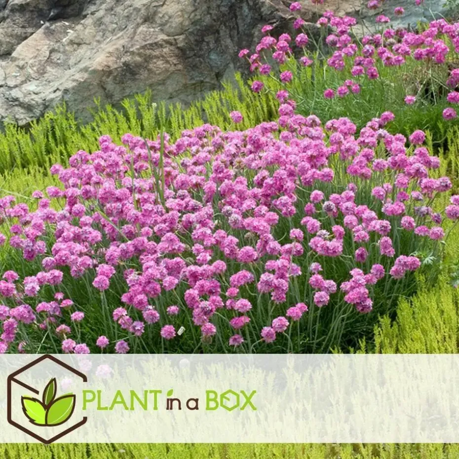 Engels gras - Set van 6 - Armeria maritima 'Deep Rose' - Hoogte 20-30cm - ⌀12cm