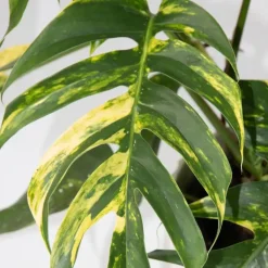 Epipremnum pinnatum 'Goldfinger' - Goudrank - Hoogte 25-35 cm - ø17cm