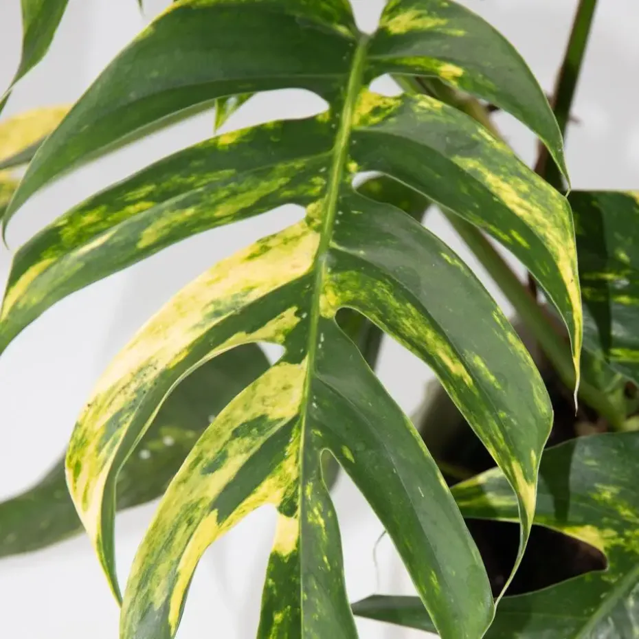 Epipremnum pinnatum 'Goldfinger' - Goudrank - Hoogte 25-35 cm - ø17cm