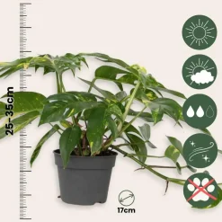 Epipremnum pinnatum 'Goldfinger' - Goudrank - Hoogte 25-35 cm - ø17cm