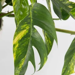 Epipremnum pinnatum 'Goldfinger' - Goudrank - Hoogte 25-35 cm - ø17cm