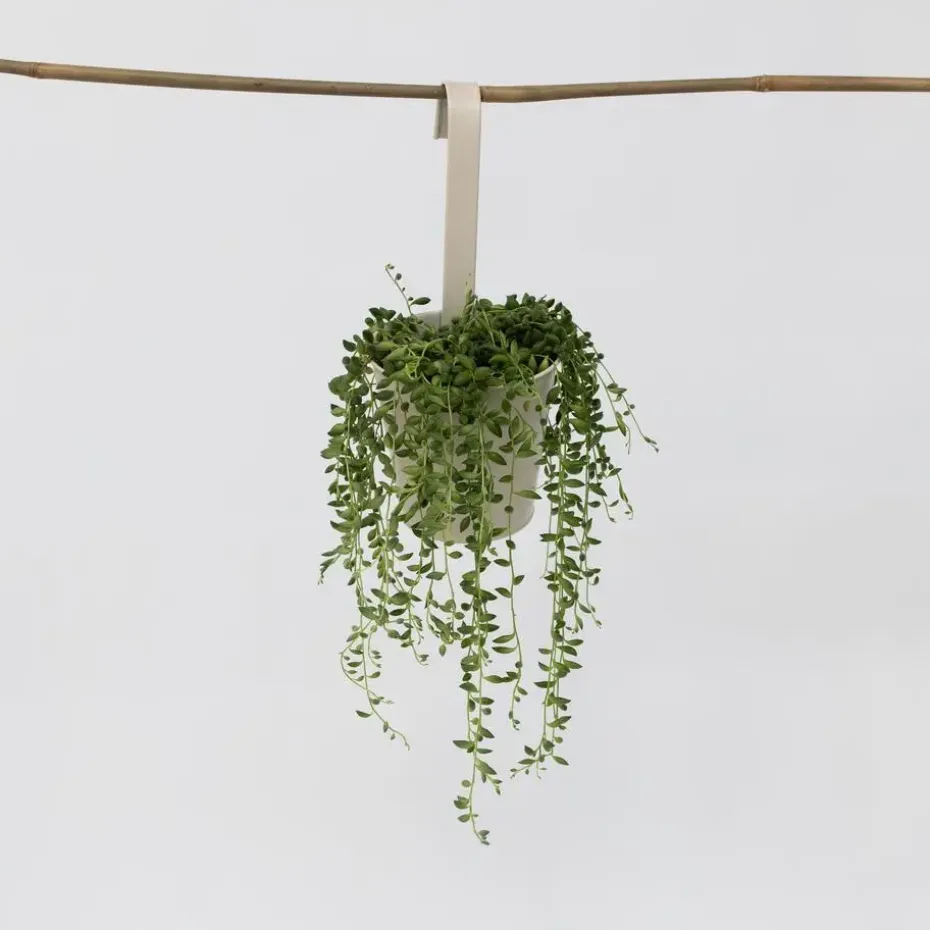 Erwtenplant - Senecio rowleyanus - Hoogte 10-20cm - ⌀12cm