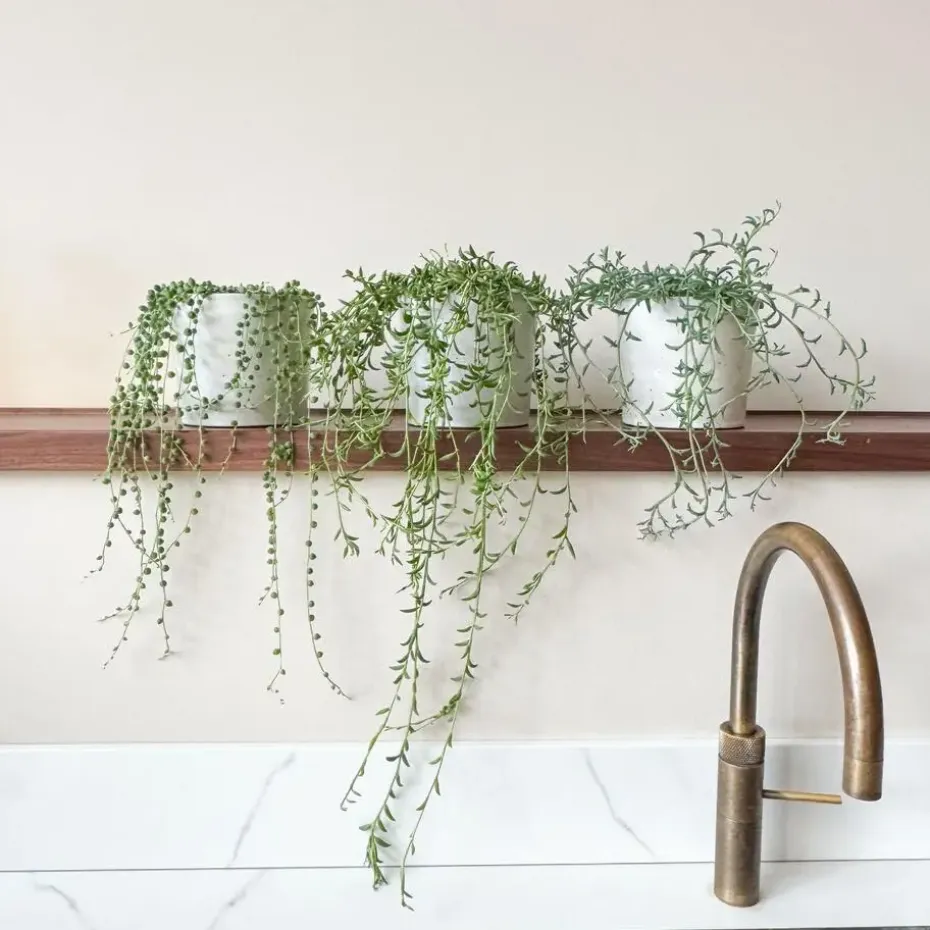 Erwtenplant - Senecio rowleyanus - Hoogte 10-20cm - ⌀12cm
