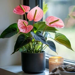 Flamingoplant - Anthurium 'Maine Pink' - Hoogte 55-70cm - ø17cm