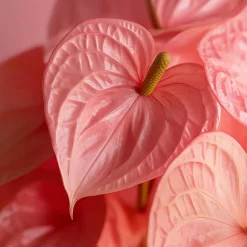 Flamingoplant - Anthurium 'Maine Pink' - Hoogte 55-70cm - ø17cm