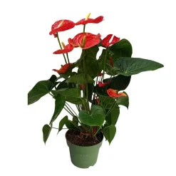 Flamingoplant - Anthurium 'Madural Red' - Hoogte 55-70cm - ø17cm