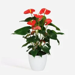 Flamingoplant - Anthurium 'Madural Red' - Hoogte 55-70cm - ø17cm