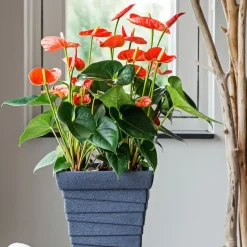 Flamingoplant - Anthurium 'Madural Orange' - Hoogte 55-70cm - ø17cm