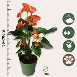 Flamingoplant - Anthurium 'Madural Orange' - Hoogte 55-70cm - ø17cm