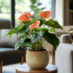 Flamingoplant - Anthurium 'Madural Orange' - Hoogte 55-70cm - ø17cm