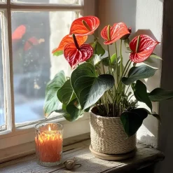 Flamingoplant - Anthurium 'Madural Orange' - Hoogte 55-70cm - ø17cm