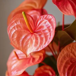 Flamingoplant - Anthurium 'Madural Orange' - Hoogte 55-70cm - ø17cm