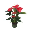 Flamingoplant - Anthurium 'Royal Champion' - Hoogte 35-45cm - ø12cm