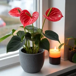 Flamingoplant - Anthurium 'Royal Champion' - Hoogte 35-45cm - ø12cm