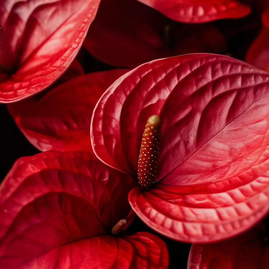 Flamingoplant - Anthurium 'Royal Champion' - Hoogte 35-45cm - ø12cm