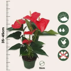Flamingoplant - Anthurium 'Royal Champion' - Hoogte 35-45cm - ø12cm