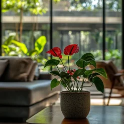 Flamingoplant - Anthurium 'Royal Champion' - Hoogte 35-45cm - ø12cm