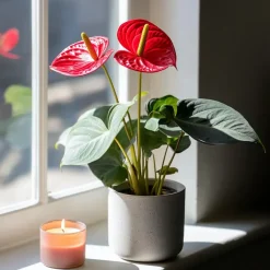 Flamingoplant - Anthurium 'Royal Champion' - Hoogte 35-45cm - ø12cm