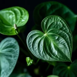 Flamingoplant - Anthurium 'Royal Champion' - Hoogte 35-45cm - ø12cm