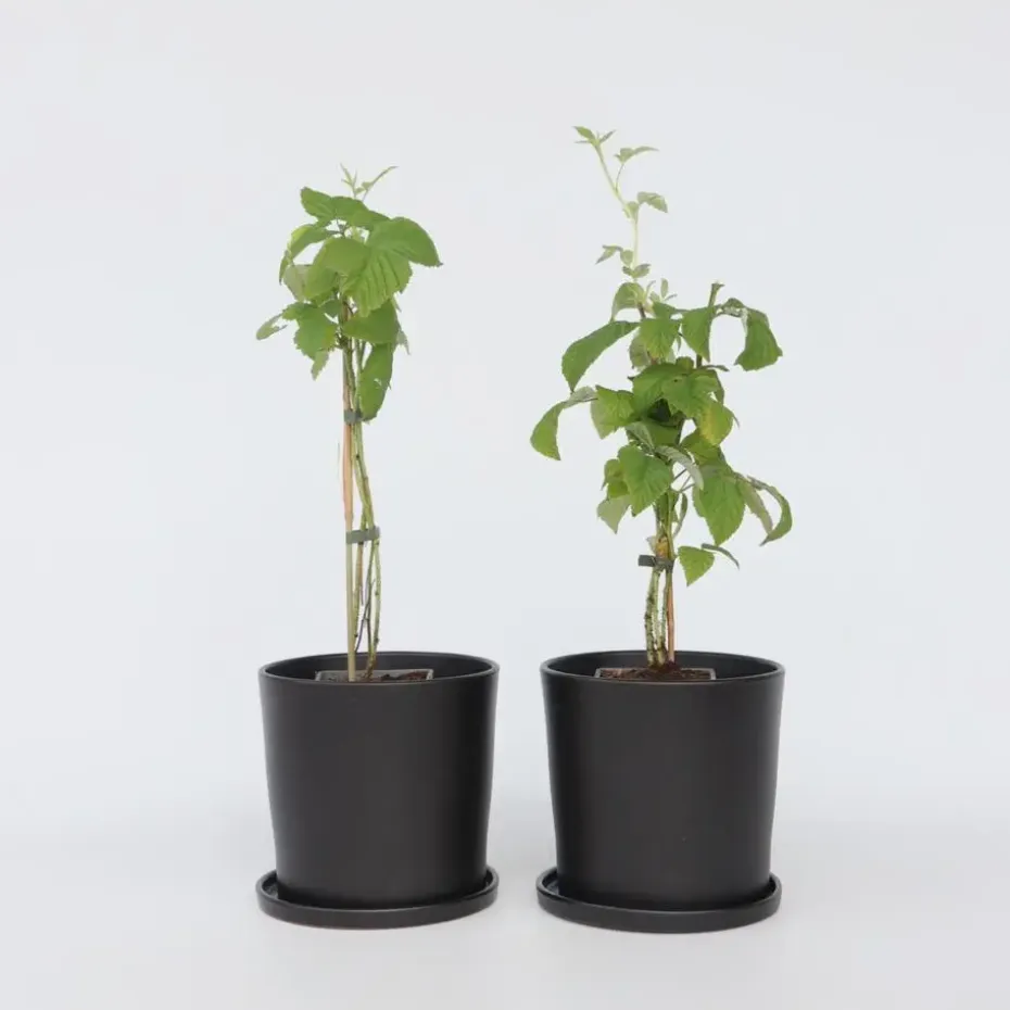 Frambozenplant - Set van 2 - Rubus 'Malling Promise' - Hoogte 50-60cm - ⌀15cm