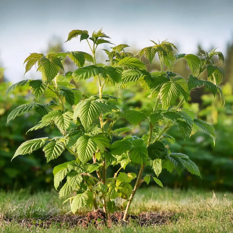 Frambozenplant - Set van 2 - Rubus 'Malling Promise' - Hoogte 50-60cm - ⌀15cm