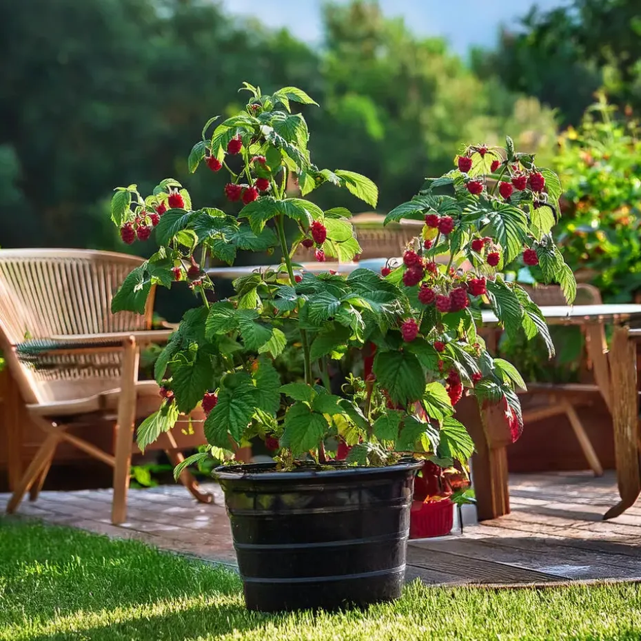 Frambozenplant - Set van 2 - Rubus 'Malling Promise' - Hoogte 50-60cm - ⌀15cm