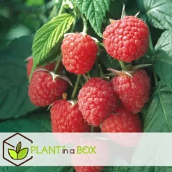 Frambozenplant - Set van 3 - Rubus ideaus 'Autumn Bliss' - Hoogte 25-40cm - ⌀9cm