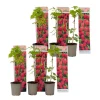 Frambozenplant - Set van 6 - Rubus ideaus 'Autumn Bliss' - Hoogte 25-40cm - ⌀9cm