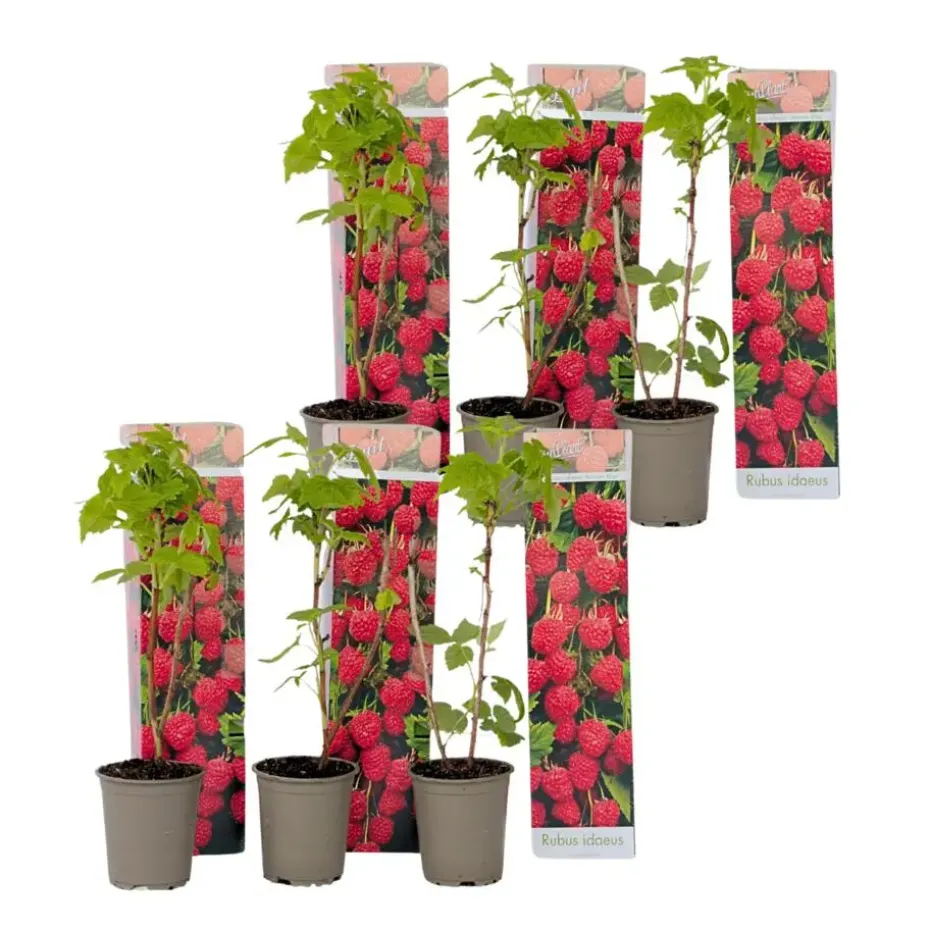 Frambozenplant - Set van 6 - Rubus ideaus 'Autumn Bliss' - Hoogte 25-40cm - ⌀9cm
