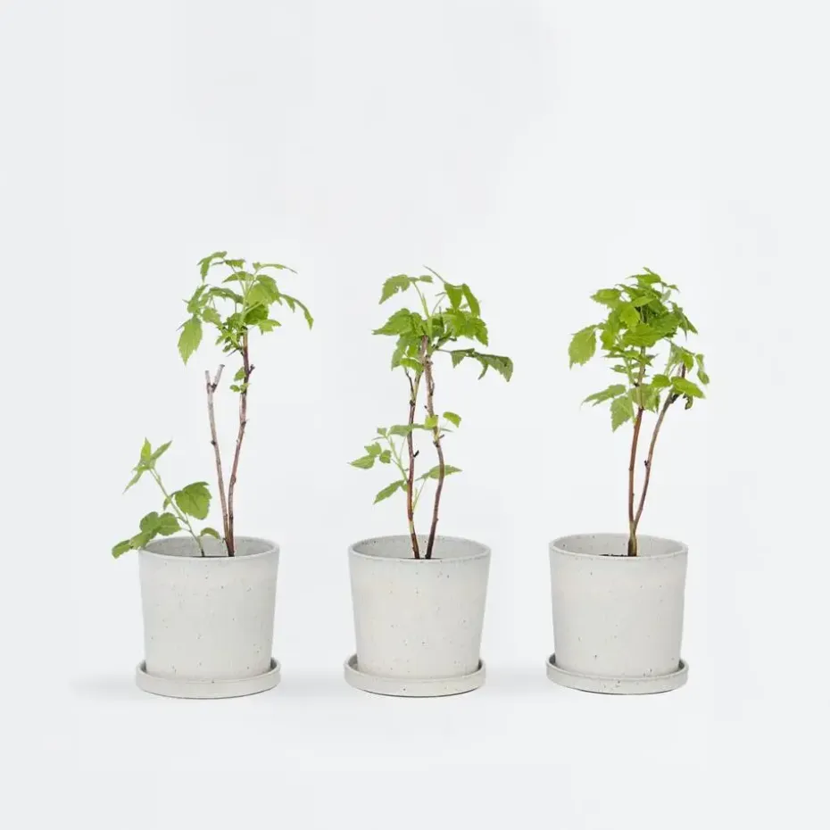Frambozenplant - Set van 6 - Rubus ideaus 'Autumn Bliss' - Hoogte 25-40cm - ⌀9cm