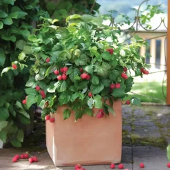 Frambozenplant - Set van 6 - Rubus ideaus 'Autumn Bliss' - Hoogte 25-40cm - ⌀9cm
