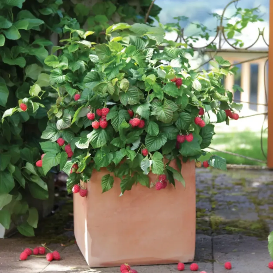 Frambozenplant - Set van 6 - Rubus ideaus 'Autumn Bliss' - Hoogte 25-40cm - ⌀9cm