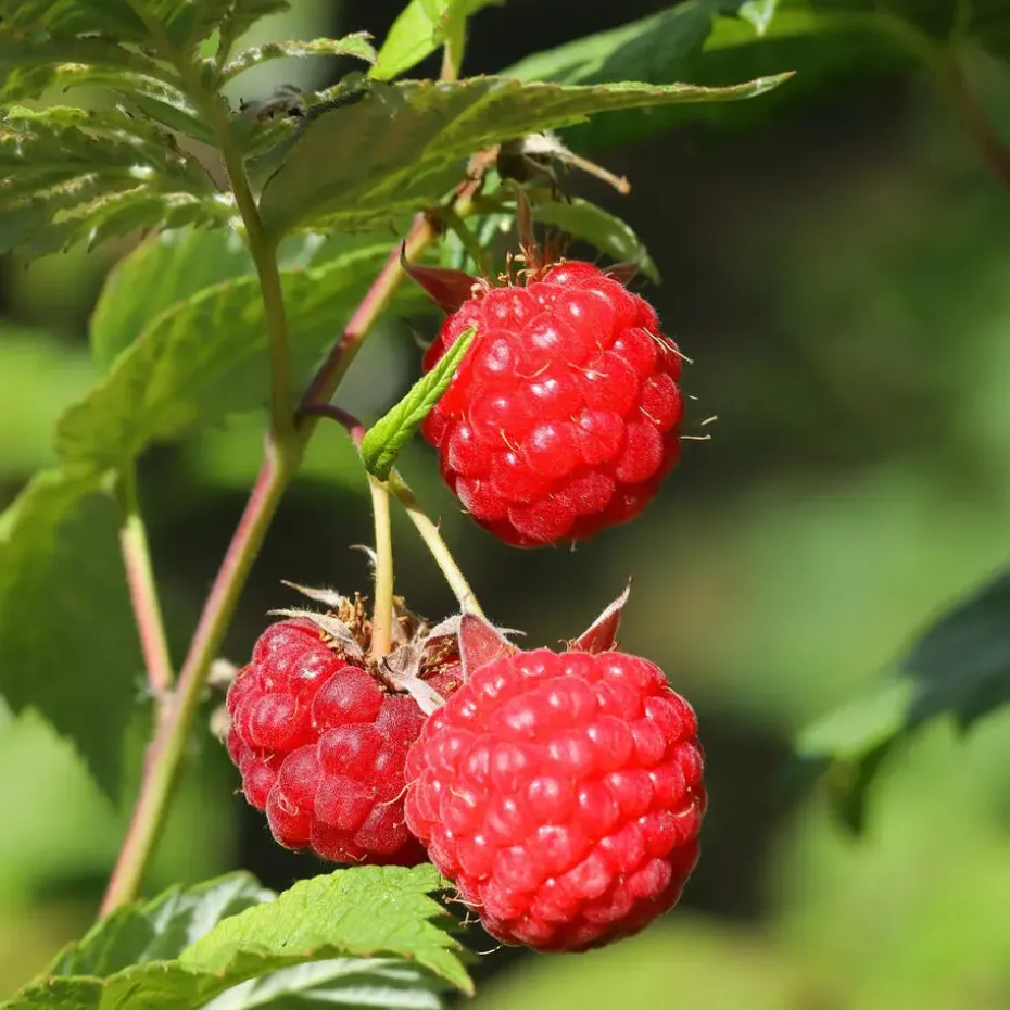 Frambozenplant - Set van 6 - Rubus ideaus 'Autumn Bliss' - Hoogte 25-40cm - ⌀9cm