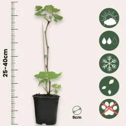 Frambozenplant - Set van 6 - Rubus ideaus 'Autumn Bliss' - Hoogte 25-40cm - ⌀9cm