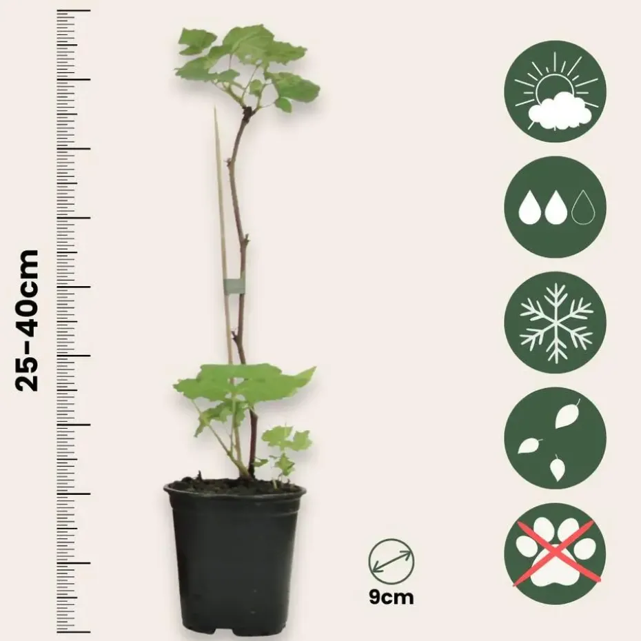 Frambozenplant - Set van 6 - Rubus ideaus 'Autumn Bliss' - Hoogte 25-40cm - ⌀9cm