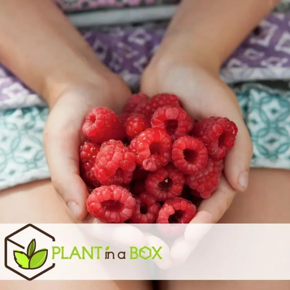 Frambozenplant - Set van 6 - Rubus ideaus 'Autumn Bliss' - Hoogte 25-40cm - ⌀9cm