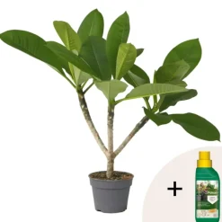 Frangipani Hawaii + plantenvoeding - Plumeria rubra - Hoogte 45-55cm - ⌀17cm