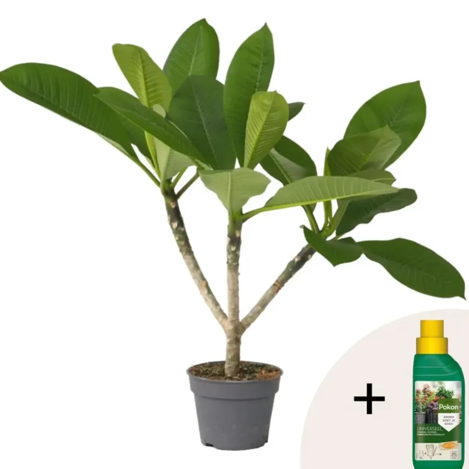 Frangipani Hawaii + plantenvoeding - Plumeria rubra - Hoogte 45-55cm - ⌀17cm