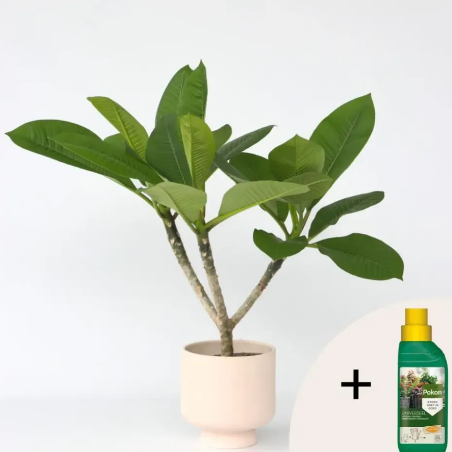 Frangipani Hawaii + plantenvoeding - Plumeria rubra - Hoogte 45-55cm - ⌀17cm