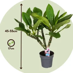 Frangipani Hawaii + plantenvoeding - Plumeria rubra - Hoogte 45-55cm - ⌀17cm