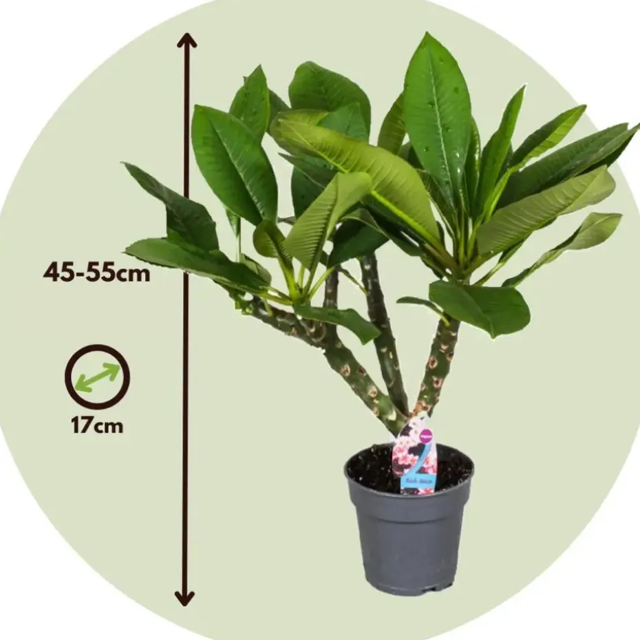 Frangipani Hawaii + plantenvoeding - Plumeria rubra - Hoogte 45-55cm - ⌀17cm