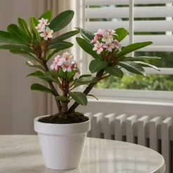Frangipani Hawaii - Plumeria rubra 'Hawaii' - Hoogte 45-55cm - ⌀17cm