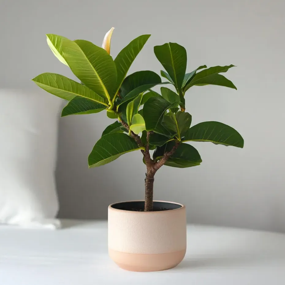 Frangipani Hawaii - Plumeria rubra 'Hawaii' - Hoogte 45-55cm - ⌀17cm