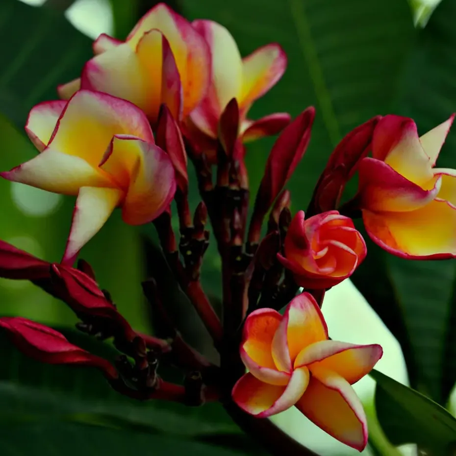 Frangipani Hawaii - Plumeria rubra 'Hawaii' - Hoogte 45-55cm - ⌀17cm