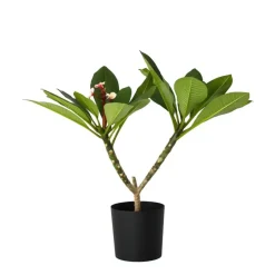 Frangipani roze - Plumeria rubra 'Roze' - Hoogte 55-70cm - ⌀17cm