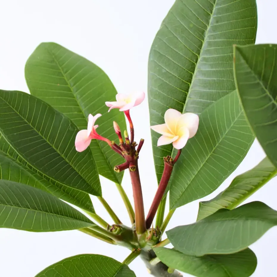Frangipani roze - Plumeria rubra 'Roze' - Hoogte 55-70cm - ⌀17cm