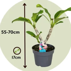Frangipani roze - Plumeria rubra 'Roze' - Hoogte 55-70cm - ⌀17cm